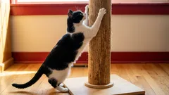 Por que você deve ficar feliz se o gato corre para afiar as garras ao vê-lo?