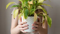 Um erro no inverno pode destruir suas plantas de interior: o que os especialistas não recomendam fazer