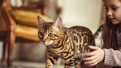 O que há de errado com os bengalis? Por que os gatos dessa raça são frequentemente descartados?