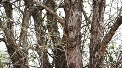 A coruja está sentada numa árvore, mas nem todos conseguem vê-la. Já conseguiu encontrá-la?