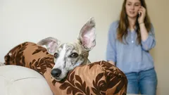 Cuidado, o cão está a ouvir: o que é que o animal percebe das vossas conversas?