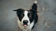 Como os palavrões afetam a psique do cão: a verdade que não é revelada no treinamento