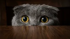 O que os gatos realmente temem: as 5 fobias mais comuns