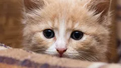 Por que o gato de repente começou a evitar o dono?