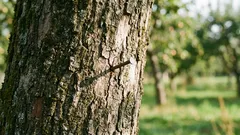 Por que cravar um prego em uma macieira: um ritual antigo que pode ser explicado cientificamente