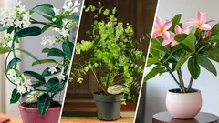 7 plantas de interior que substituirão os difusores e encherão a casa com o aroma da natureza