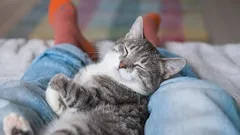  O seu gato dorme aos seus pés ou na cabeceira da sua cama? Uma explicação para as preferências noturnas do seu gato.